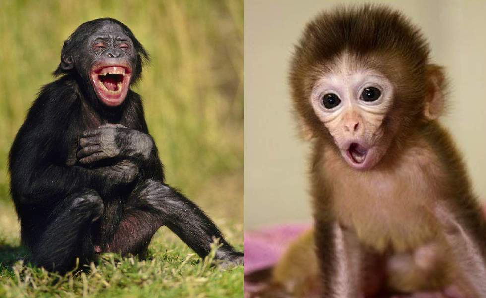 Lucu, 10 Foto Candid Monyet yang Berekspresi Mirip Manusia