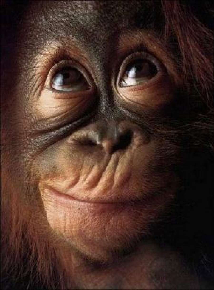 Tertawa terbahak-bahak!  10 Foto Monyet Candid dengan Berbagai Ekspresi