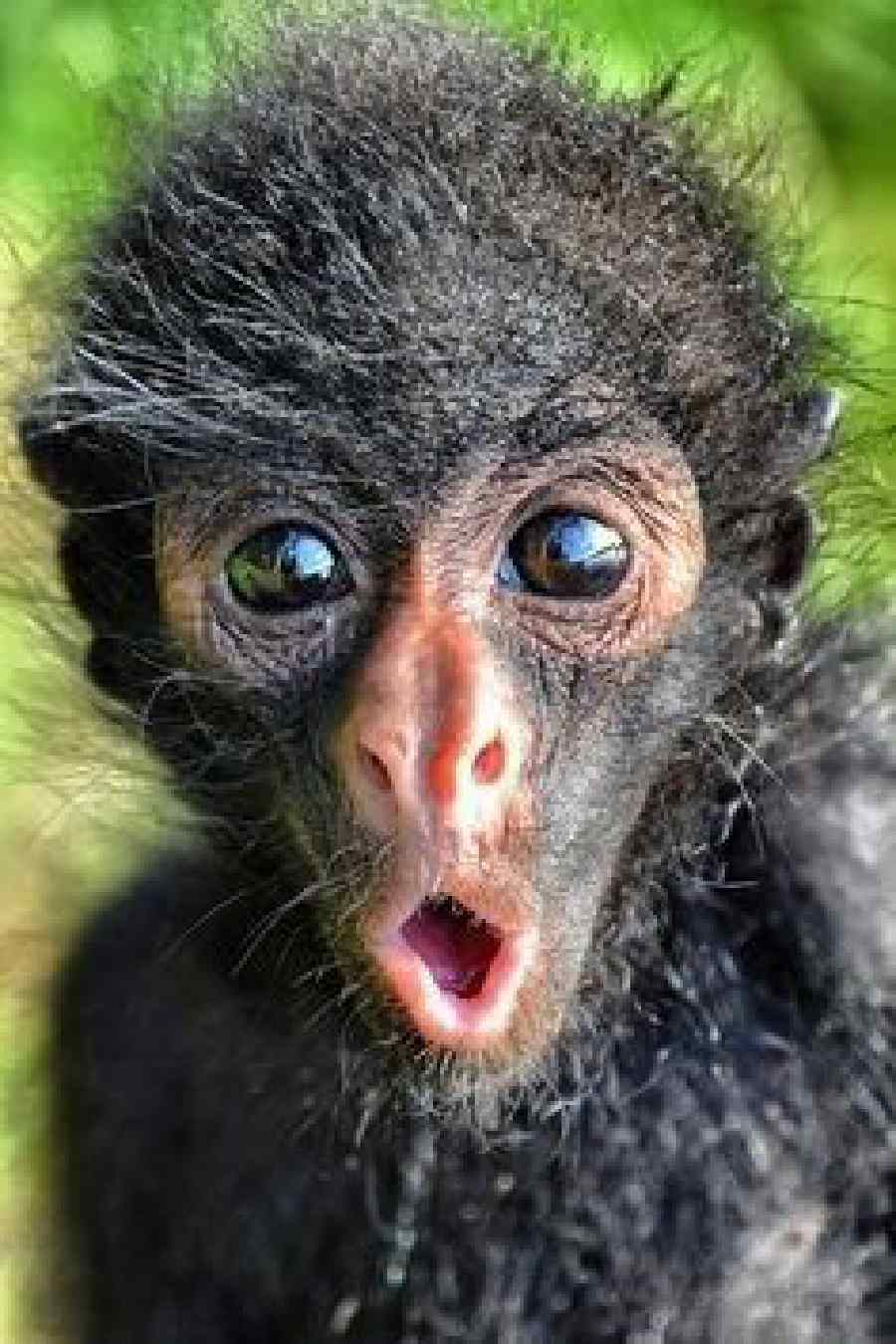 Lucu, 10 Foto Candid Monyet yang Berekspresi Mirip Manusia | Dailysia