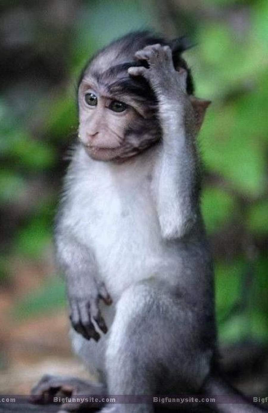 Lawak gambar monyet Monyet Liar