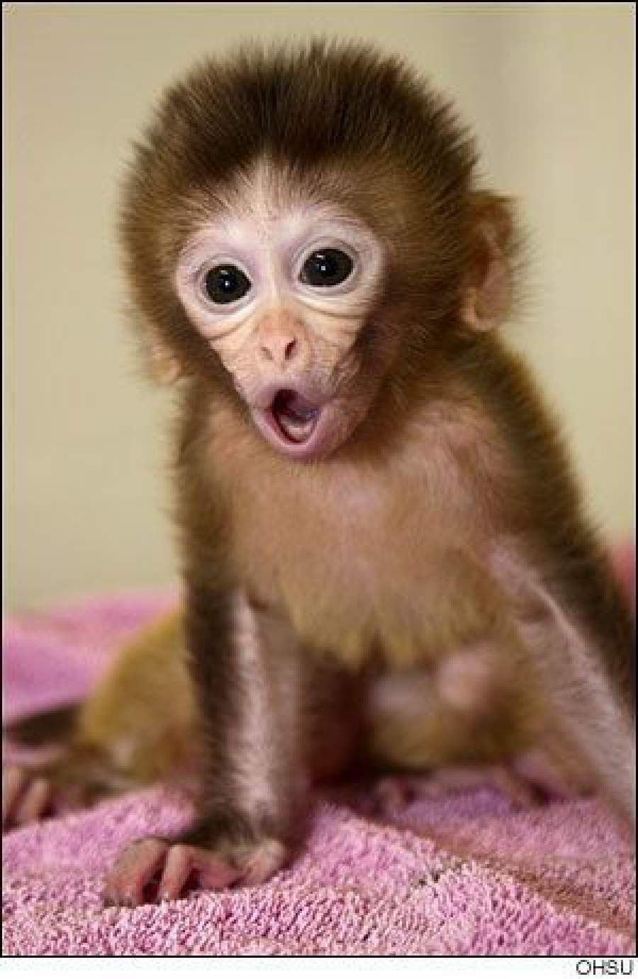 Ngakak! 10 Foto Candid Monyet dengan Berbagai Ekspresi