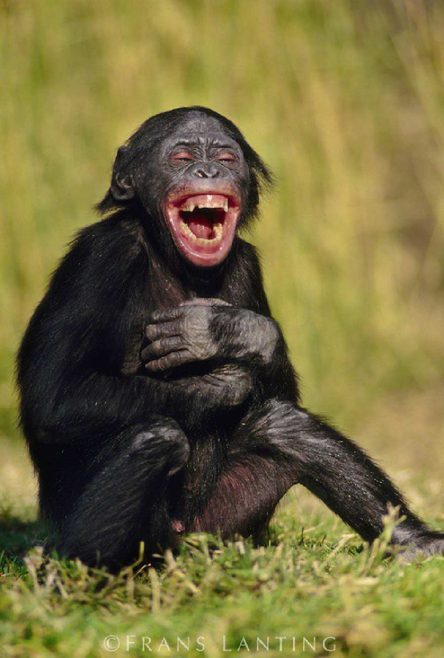 Tertawa terbahak-bahak!  10 Foto Monyet Candid dengan Berbagai Ekspresi