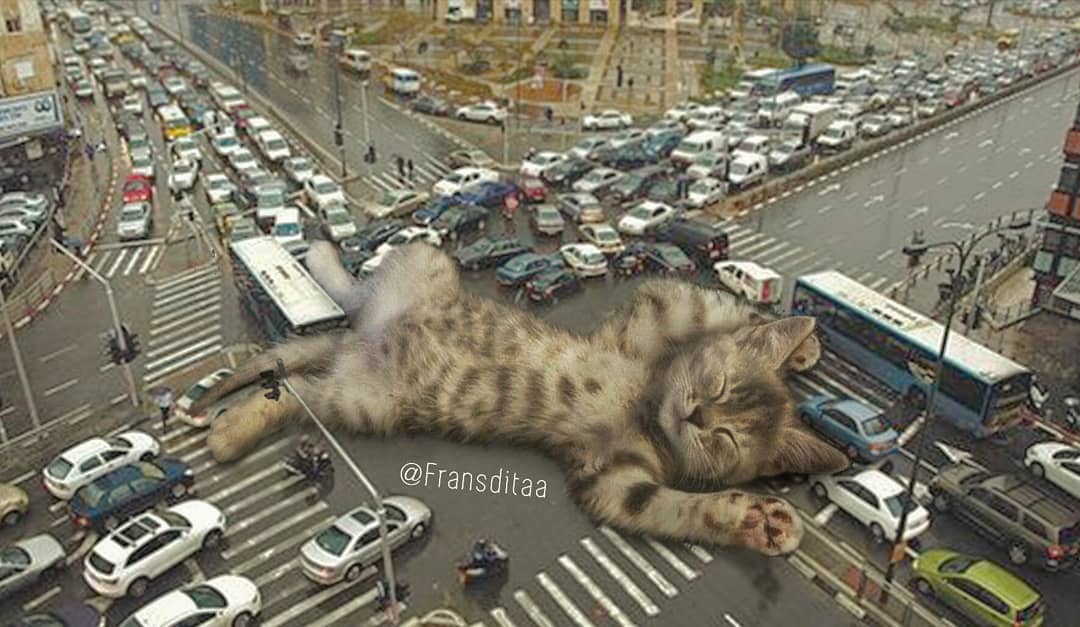 Gokil Banget! 10 Potret Editan Foto Kucing Raksasa yang Menguasai Dunia