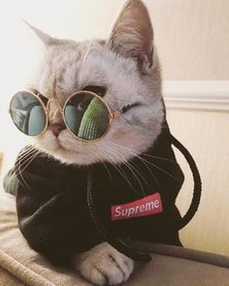 10 Potret Kucing Pakai Kacamata, Bak Seleb Papan Atas