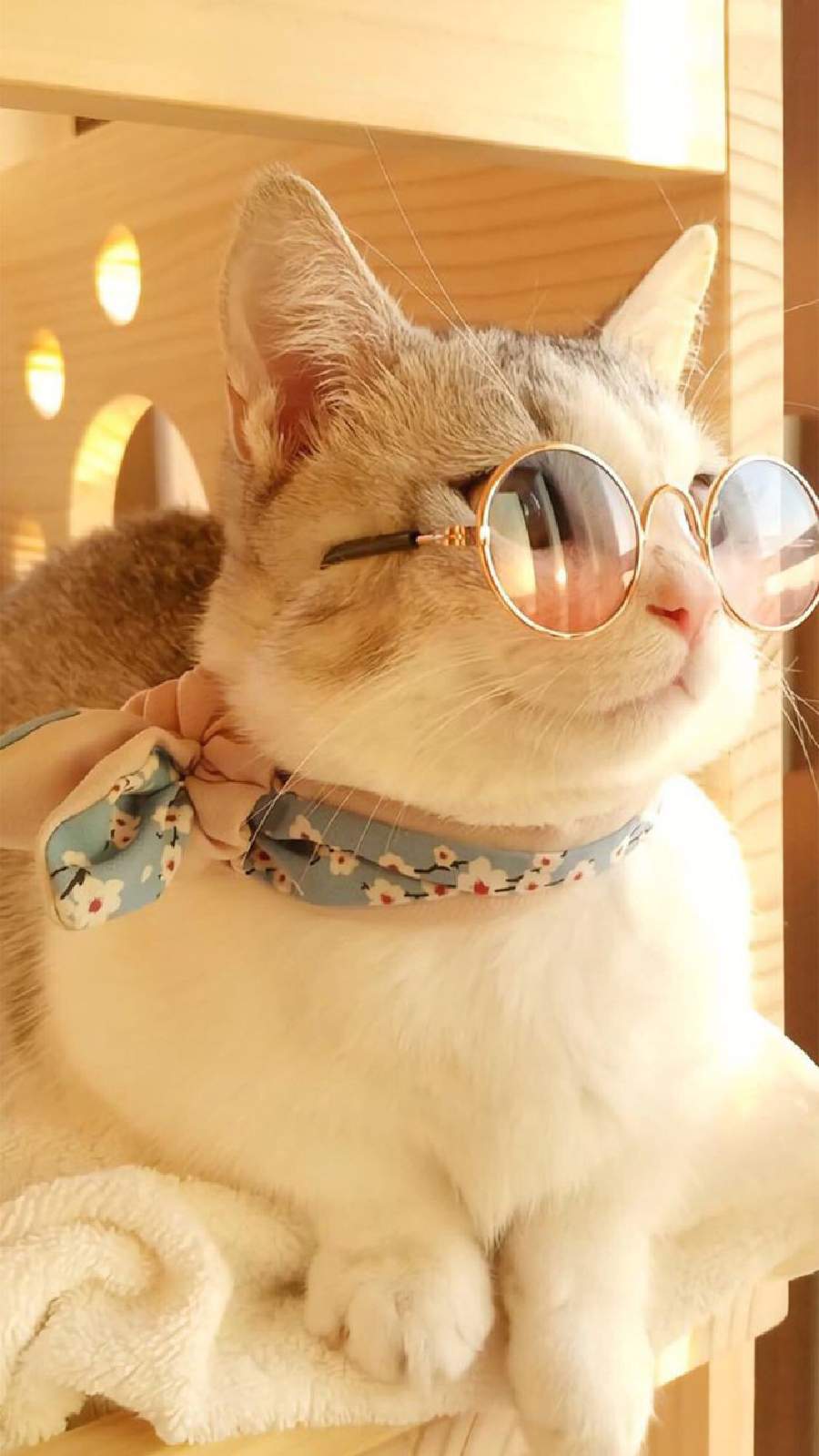 10 Potret Kucing Berkacamata, Seperti Selebriti Top