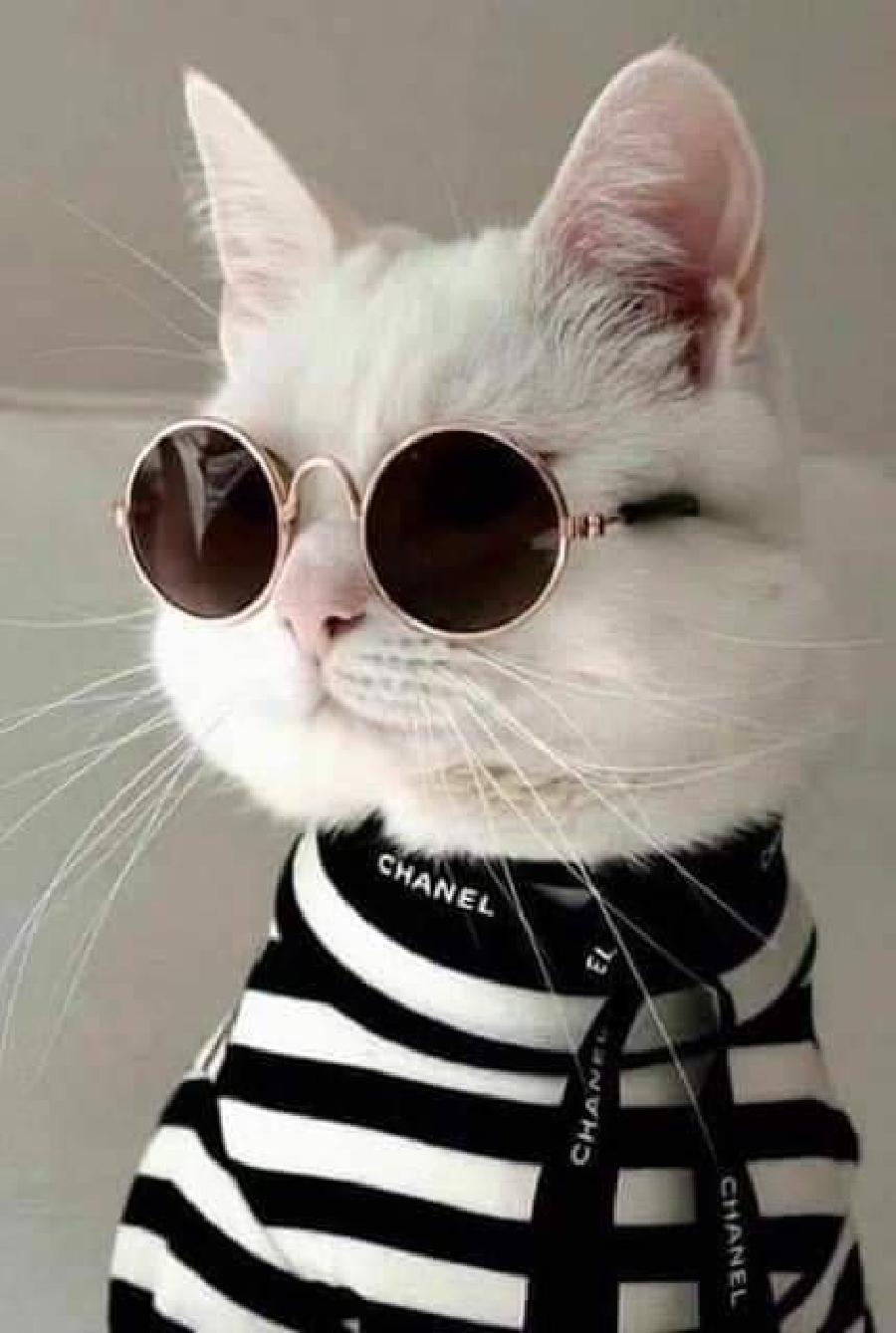10 Potret Kucing Berkacamata, Seperti Selebriti Top