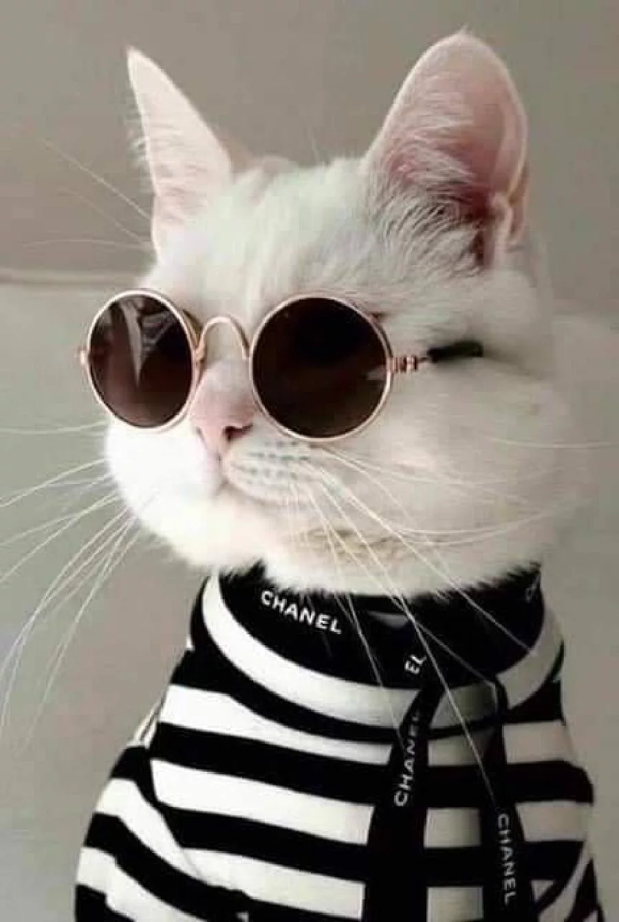 10 Potret Kucing Pakai Kacamata, Bak Seleb Papan Atas