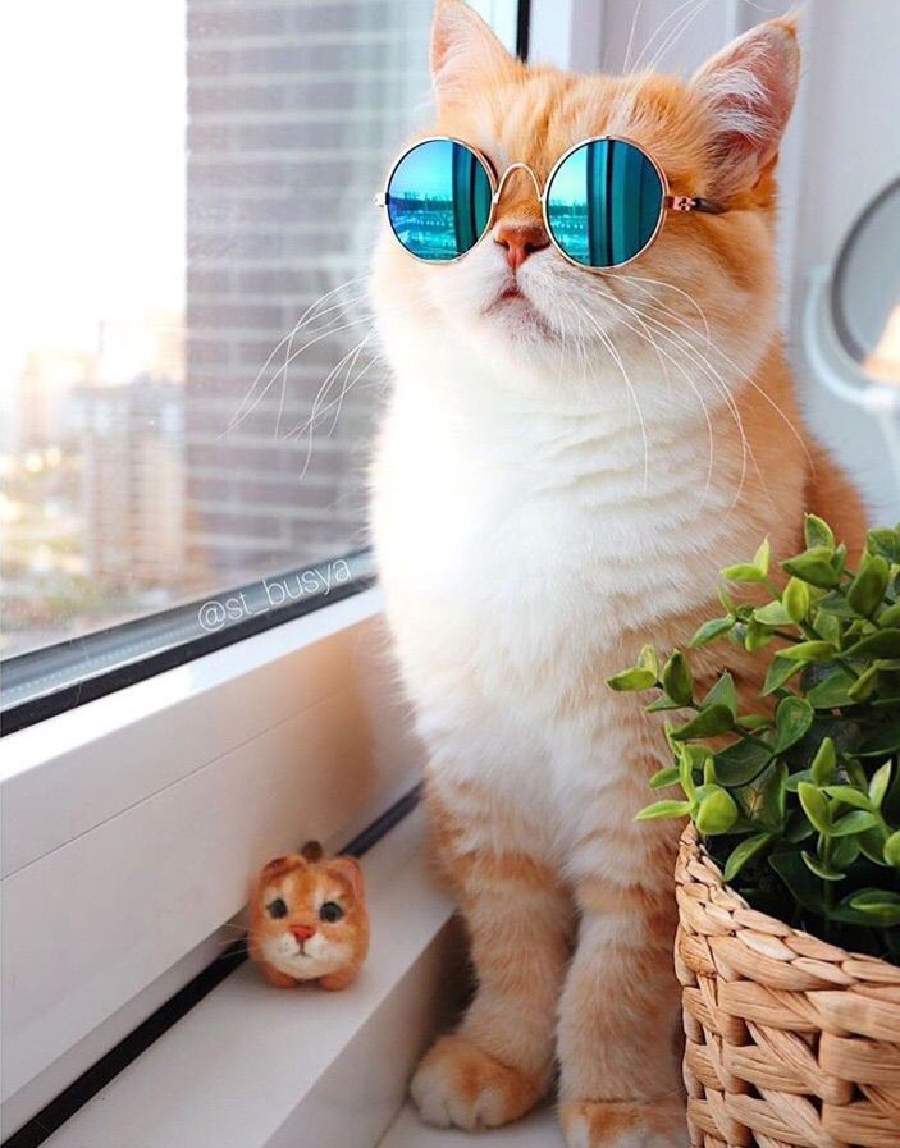 10 Potret Kucing Pakai Kacamata, Bak Seleb Papan Atas