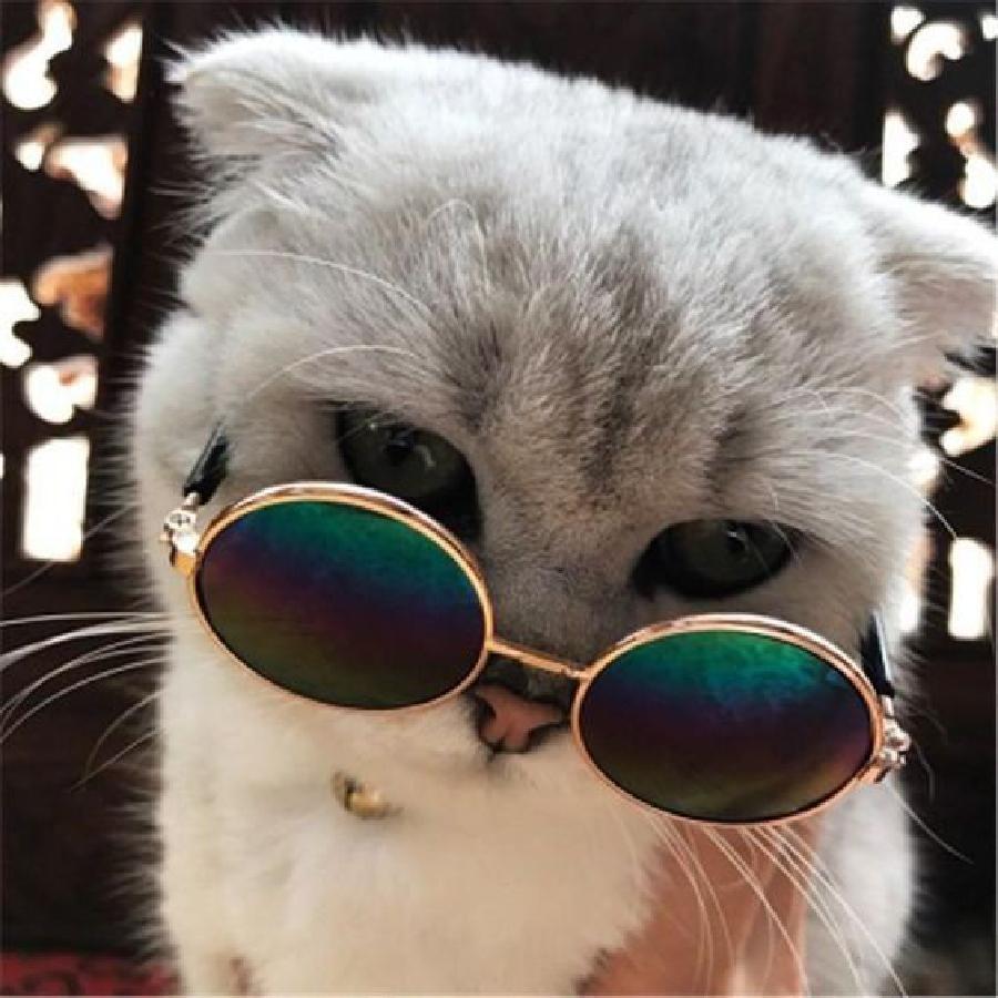 10 Potret Kucing Pakai Kacamata, Bak Seleb Papan Atas - Dailysia