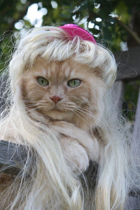 Bikin Ngakak! 10 Potret Kucing Peliharaan Saat Pakai Wig