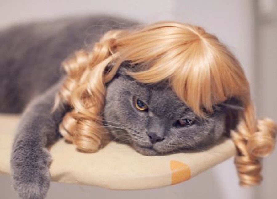 Bikin Ngakak! 10 Potret Kucing Peliharaan Saat Pakai Wig