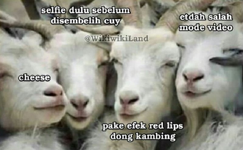 10 Meme Tingkah Lucu Kambing Kurban Saat Mau Dipotong  