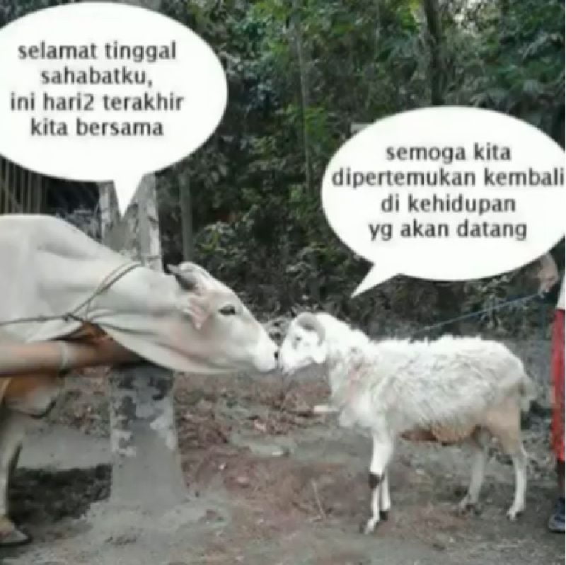 10 Meme Tingkah Lucu Kambing Kurban Saat Mau Dipotong  