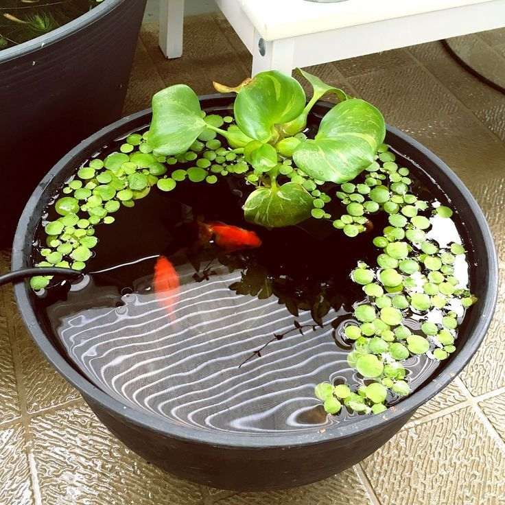 Inspiratif, 10 Desain Kolam Ikan dari Pot Bekas Yang Bisa Hemat Tempat