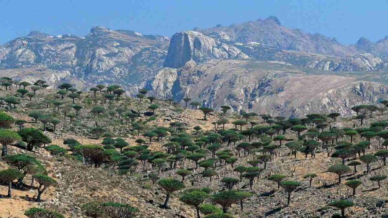Dianggap Sebagai Pulau Alien, Inilah Keunikan yang Dimiliki Kepulauan Socotra