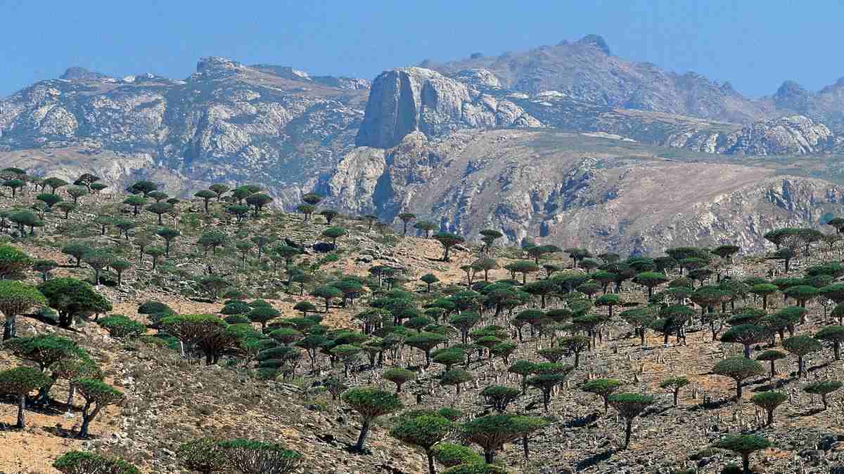 Socotra Island: Pulau Alien dengan Flora Unik Yaman - Featured Image