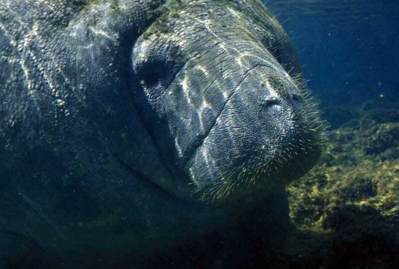 Mengenal Manatee, 'Putri Duyung' yang sempat mengecoh Christopher Columbus