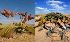 Welwitschia Mirabilis, Tanaman Langka Afrika yang Ada Sejak Zaman Dinosaurus