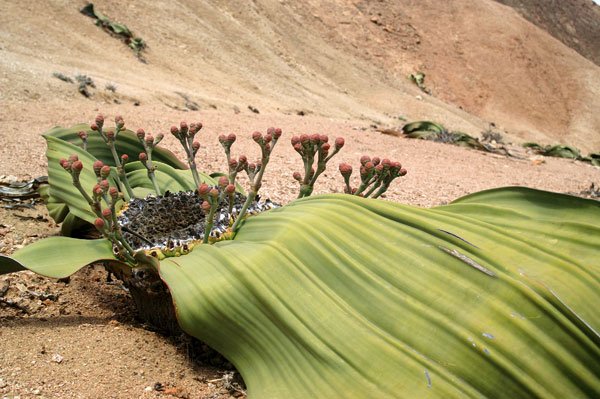 Welwitschia Mirabilis, Tanaman Langka di Afrika yang Sudah Ada Sejak Zaman Dinosaurus
