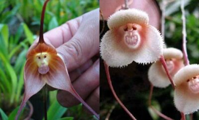 Menanam bunga anggrek monyet di iklim tropis memang menjadi sebuah tantangan tersendiri. Tapi bukan berarti mustahil untuk dilakukan.
