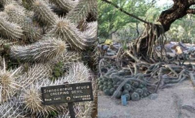 Creeping Devil, Kaktus Paling Unik yang Bisa Berjalan Sendiri di Pantai Meksiko