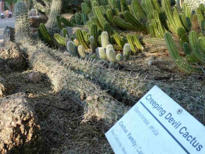 Creeping Devil, Kaktus Paling Unik yang Bisa Berjalan Sendiri di Pantai Meksiko