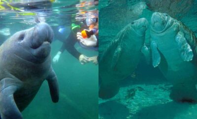 Mengenal Manatee, 'Putri Duyung' yang Sempat Mengecoh Christopher Columbus