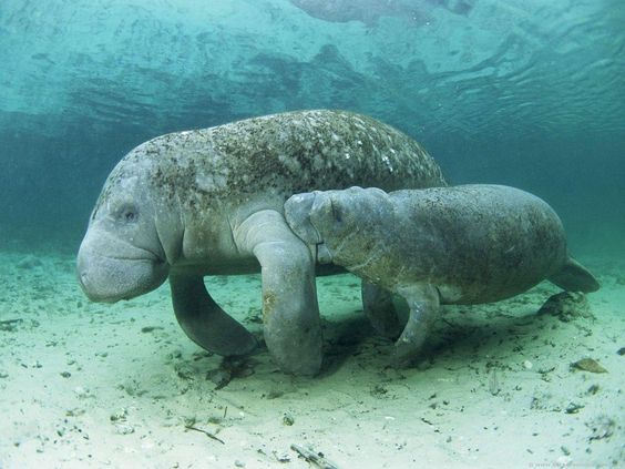 Mengenal Manatee, 'Putri Duyung' yang sempat mengecoh Christopher Columbus