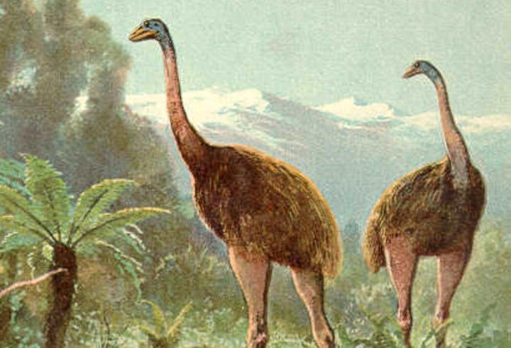 Burung Moa, Hewan Purba Raksasa yang Fosilnya Ditemukan di Selandia Baru
