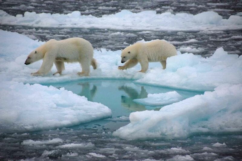 Jadi Penguasa di Kutub Utara, Suku Eskimo Hidup dengan Tradisi yang Tak Biasa