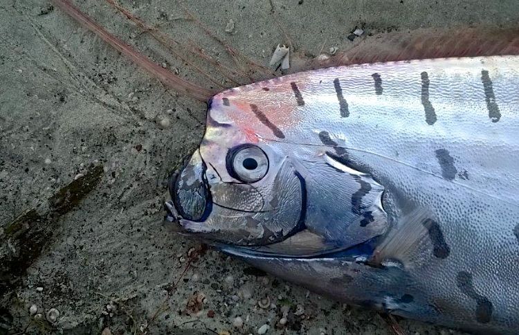 Oarfish, Hewan Laut yang Sering Disebut Sebagai Tanda Gempa