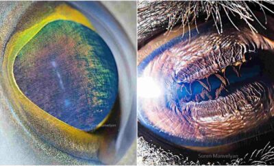 Bikin Takjub! Fotografer Ini Tunjukkan Uniknya Bentuk Mata Dari Berbagai Hewan