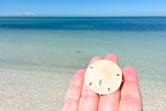 Keunikan Sand Dollar, Hewan Laut Berbentuk Koin dan Dapat Mengkloning Diri Sendiri