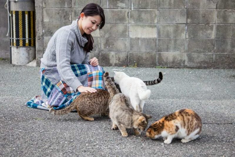  Pulau di Jepang yang Kucingnya Lebih dari Manusia