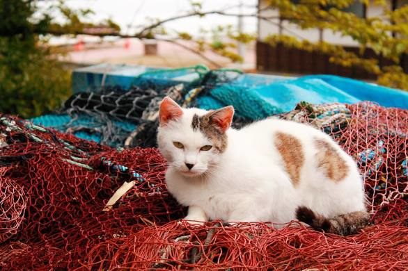 Tashirojima Island, Pulau di Jepang yang Kucingnya Lebih dari Manusia