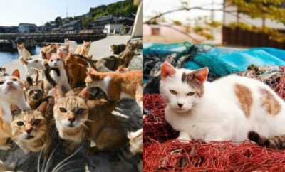 Tashirojima Island, Pulau di Jepang yang Kucingnya Lebih dari Manusia