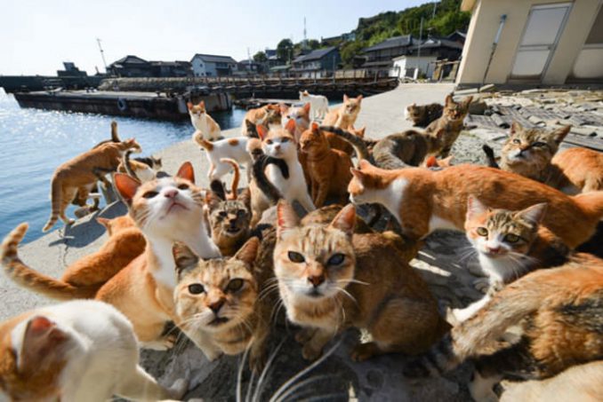 Tashirojima Island, Pulau di Jepang yang Kucingnya Lebih dari Manusia