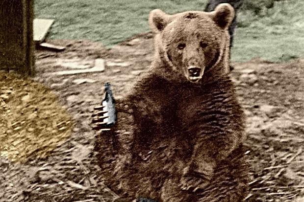 Beruang yang Bergabung dengan Perang dengan Tentara Polandia