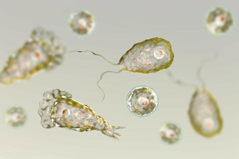 Naegleria Fowleri Amuba  Pemakan Otak yang Sebabkan 