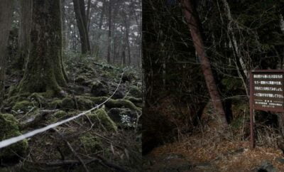 Hutan Aokigahara, Tempat Misterius di Jepang yang Sering Jadi Lokasi Bunuh Diri