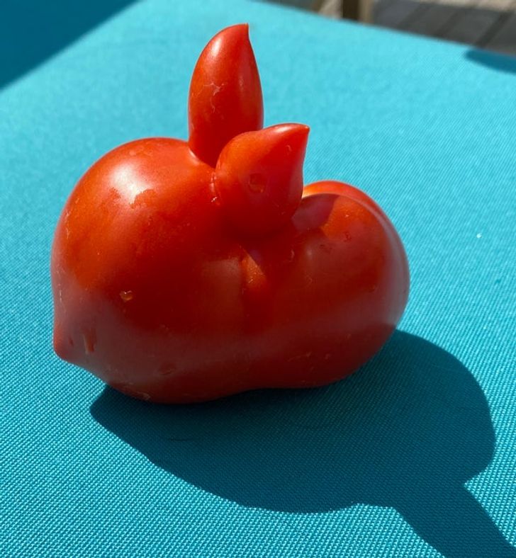 10 Potret Buah dan Sayur yang Tumbuh dengan Bentuk Tak Biasa, Ada Tomat Bentuk Kelinci