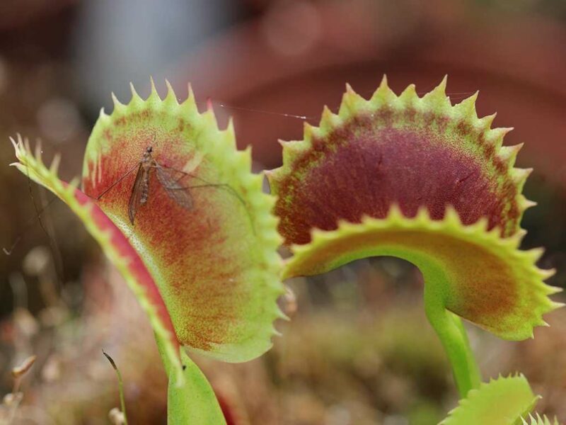 Jadi Pemakan Serangga, Tumbuhan Karnivora Venus Flytrap Bisa Kurangi Lalat di Rumah