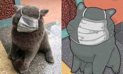 Sering jadi Korban Meme, 10 Gambar Kucing dalam Bentuk Kartun