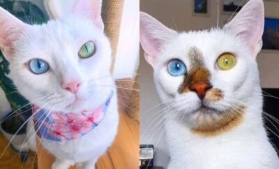 Unik, 10 Potret Kucing Unik yang Memiliki Warna Mata yang Berbeda