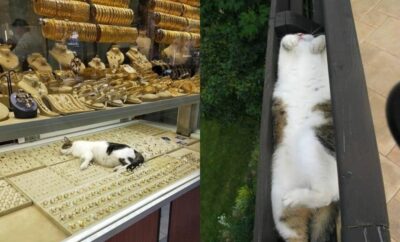 10 Potret Gaya Tidur Kucing di Tempat Tak Terduga, Kok Bisa Sih?!