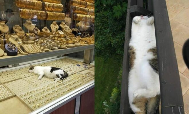 10 Potret Gaya Tidur Kucing di Tempat Tak Terduga, Kok Bisa Sih?!