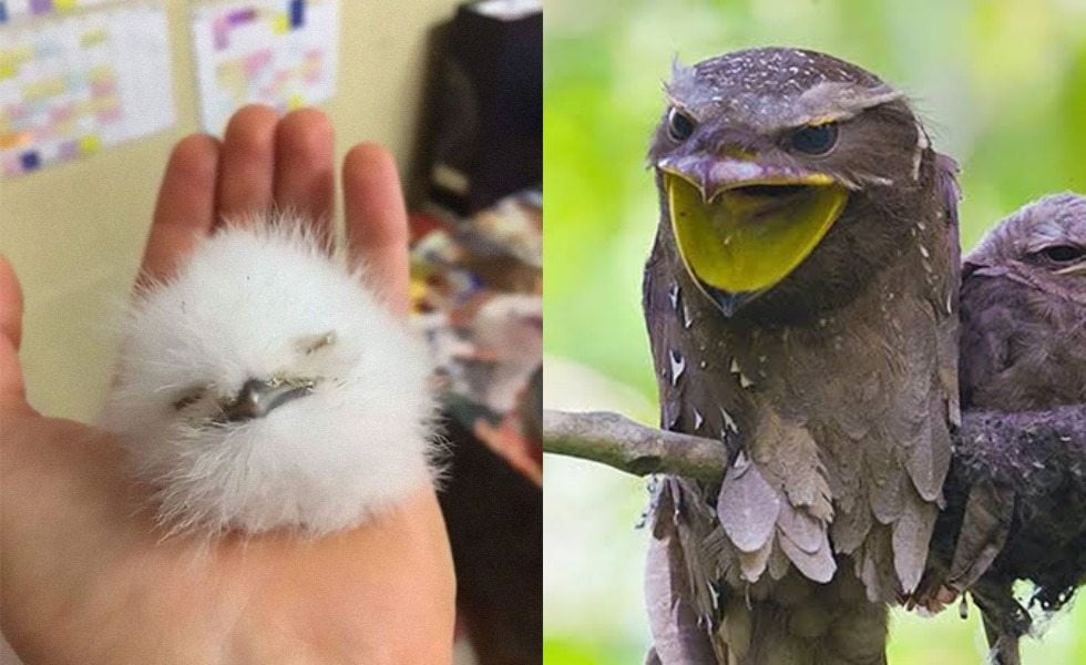 Burung Hantu Paruh Kodok Harga Burung Hantu Paruh Kodok Harga