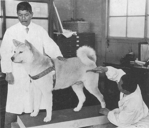 Kisah Hachiko, Anjing Legendaris yang 10 Tahun Setia Menunggu Pemiliknya