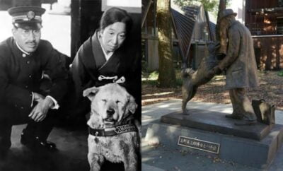 Kisah Hachiko, Anjing Legendaris yang 10 Tahun Setia Menunggu Pemiliknya