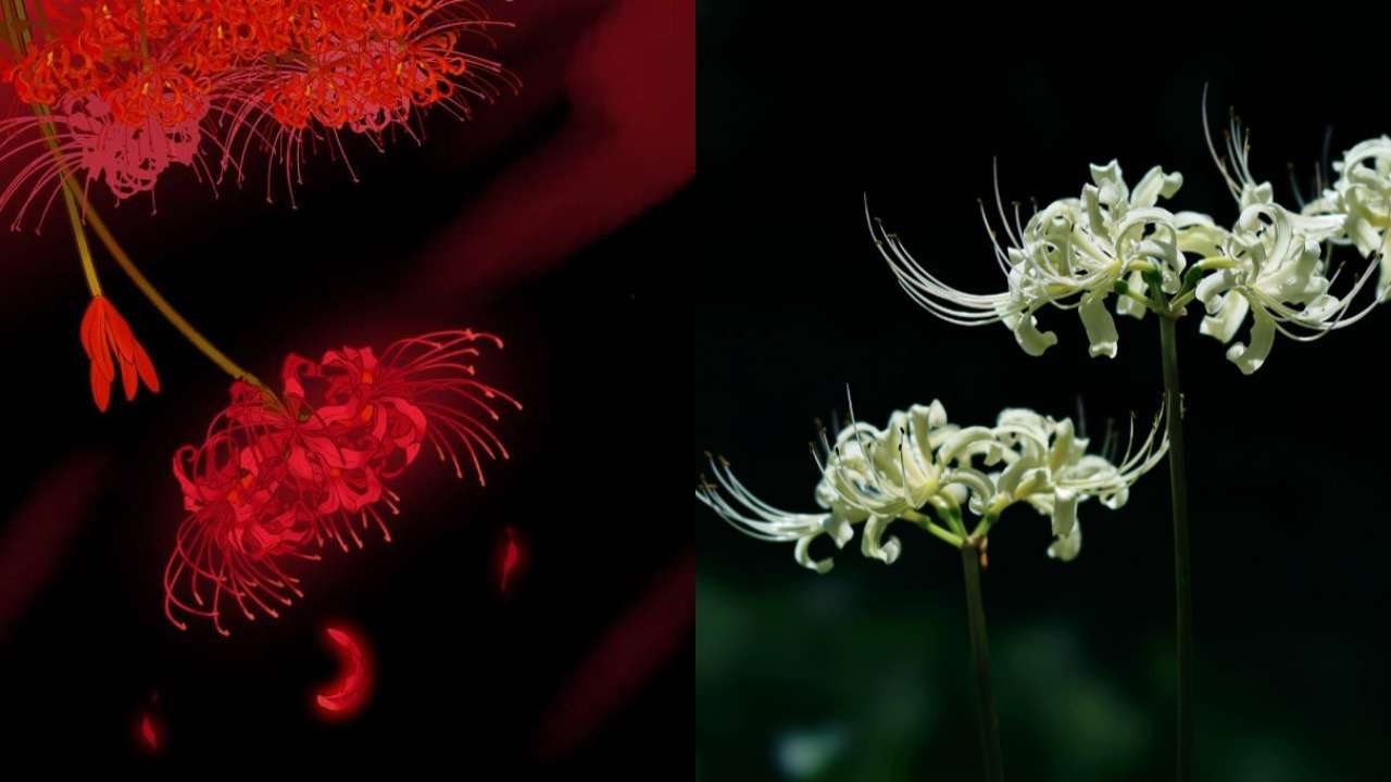 Higanbana, Bunga Cantik dari Jepang yang Menjadi Lambang Kematian